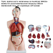 Торс взрослого мужчины в разрезе SM-DonOrg-19 (анатомическая модель) 85см (мужской пол 19 съемных органов)