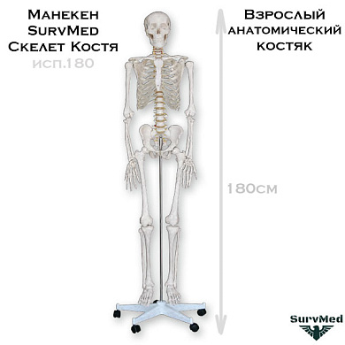 Манекен SurvMed Скелет Костя (анатомический костяк) взрослый 180см