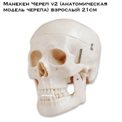 Манекен Череп v2 (анатомическая модель черепа) взрослый 21см
