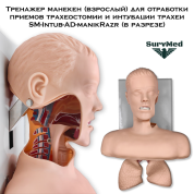 Тренажер манекен (взрослый) для отработки приемов трахеостомии и интубации трахеи SM-Intub-AD-manikRazr (в разрезе)