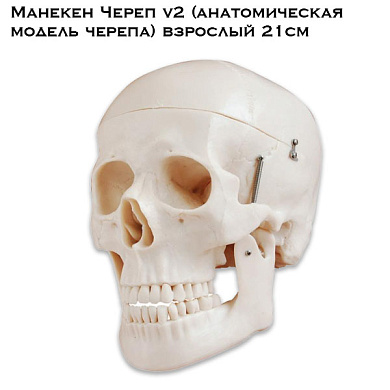 Манекен Череп v2 (анатомическая модель черепа) взрослый 21см